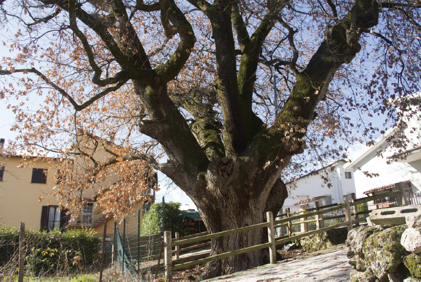 Albero secolare Rocchetta a Volturno